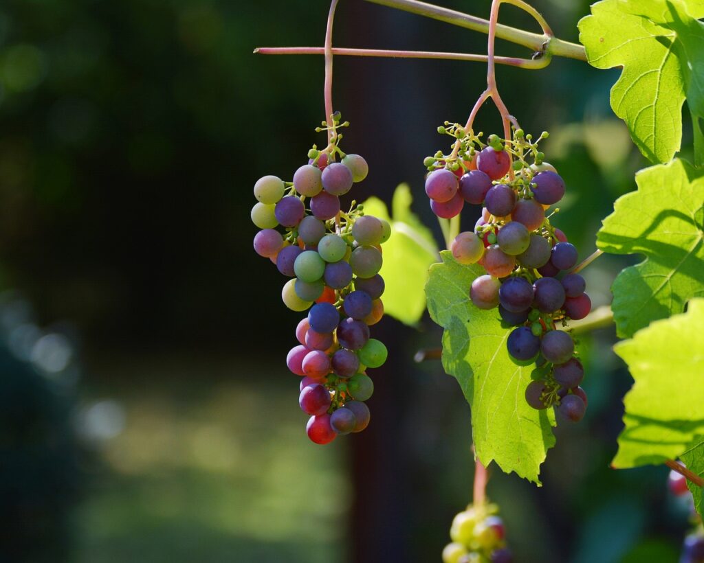 Grapes de raisins